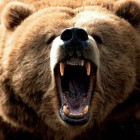 Feeling_Grizzly-1600x1200